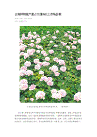 云南鮮切花產(chǎn)量占全國(guó)75%以上市場(chǎng)份額