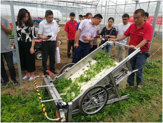 美國薩頓MINI蔬菜收獲機.jpg