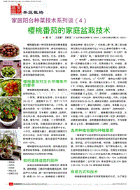家庭陽臺種菜技術系列談4 櫻桃番茄的家庭盆栽技術