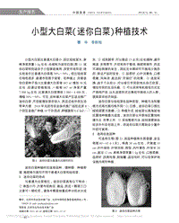 小型大白菜“迷你白菜”種植技術