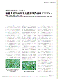 李明遠斷病手跡（八十五） 菊花上發(fā)生的原來是番茄斑萎病毒（TSWV）.pdf