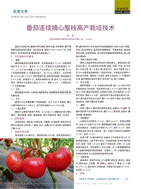 番茄連續(xù)摘心整枝高產栽培技術