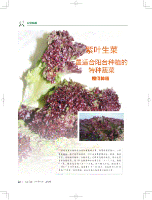紫葉生菜最適合陽臺(tái)種植的特種蔬菜如何種植.pdf