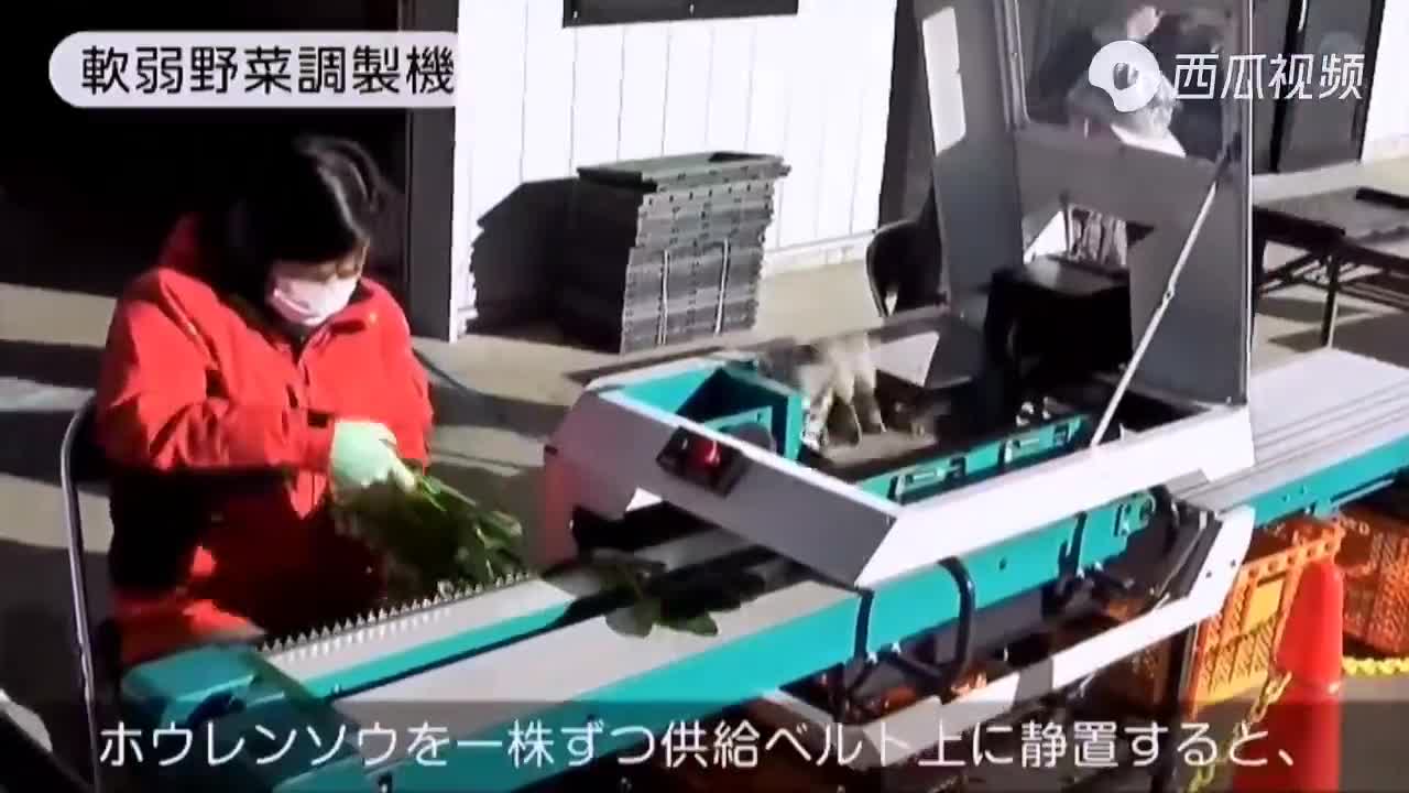 看日本如何機(jī)械化采收、清凈、包裝菠菜值得借鑒.mp4