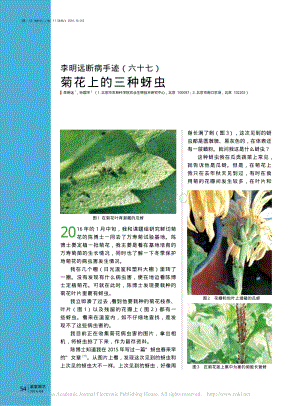 2016-菊花上的三種蚜蟲_李明遠(yuǎn).pdf
