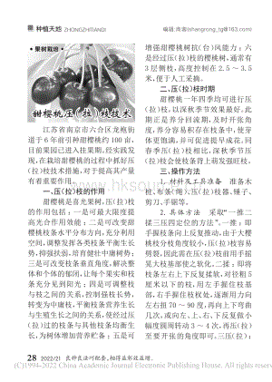 甜櫻桃壓（拉）枝技術(shù).pdf