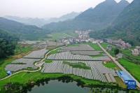 廣西東蘭縣武篆鎮(zhèn)東里村葡萄園（5月6日攝無(wú)人機(jī)照片）.jpg