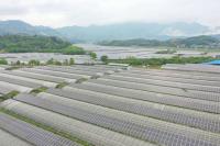 4月13日拍攝的福建省政和縣東平現(xiàn)代農(nóng)業(yè)光伏產(chǎn)業(yè)園一角（無(wú)人機(jī)照片）2.jpg