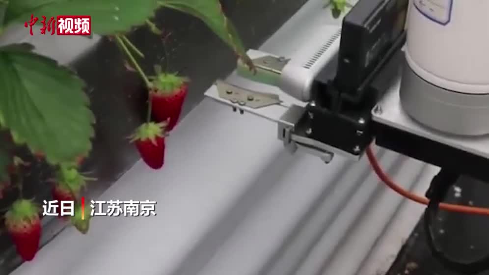 草莓采摘機(jī)器人來(lái)啦！南農(nóng)大自主研發(fā)多款草莓智能農(nóng)機(jī).mp4