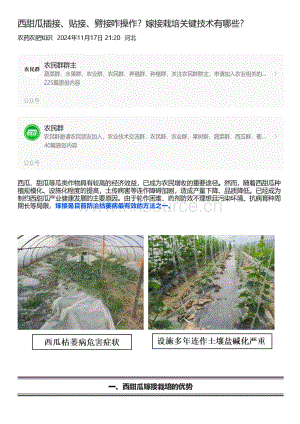 西甜瓜插接、貼接、劈接咋操作？嫁接栽培關(guān)鍵技術(shù)有哪些？.pdf