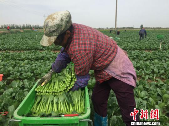 圖為工人們正在按照要求采收蔬菜?!」?攝.jpg