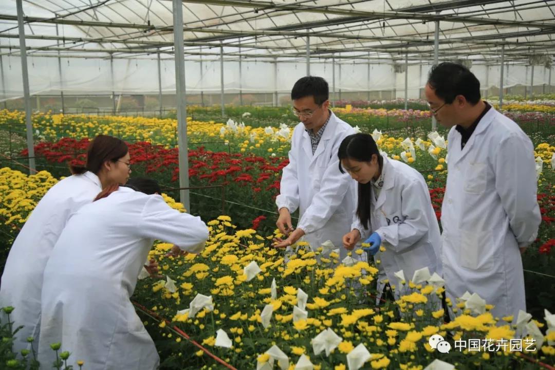 3陳發(fā)棣(右三)與部分科研人員在菊圃中.jpg
