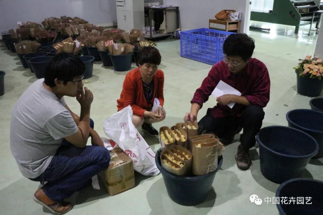 10高俊平研究團隊在云南月季企業(yè)進行保鮮測試.jpg
