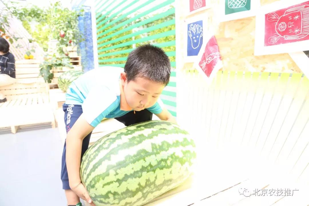 西瓜紅 樣樣紅 世園會(huì)百蔬園西甜瓜主題日活動(dòng).jpg