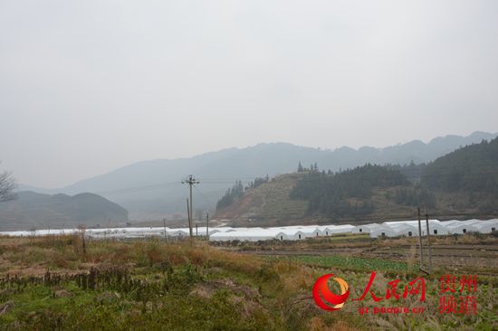 錦屏縣陽艾大棚食用菌基地一角