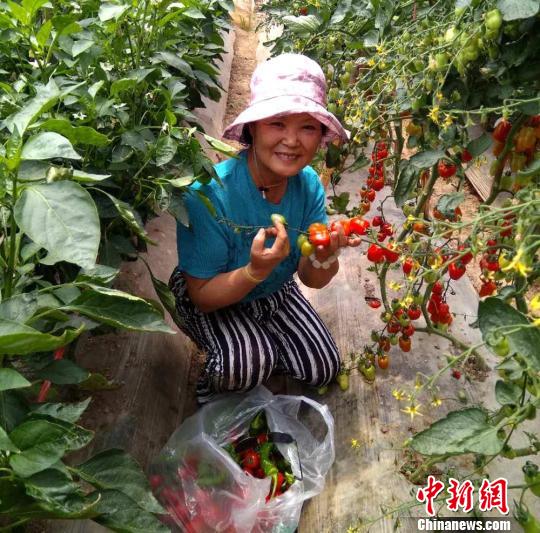 西部“工業(yè)重鎮(zhèn)”西固多措發(fā)展設(shè)施農(nóng)業(yè)農(nóng)民種菜不愁賣(mài)